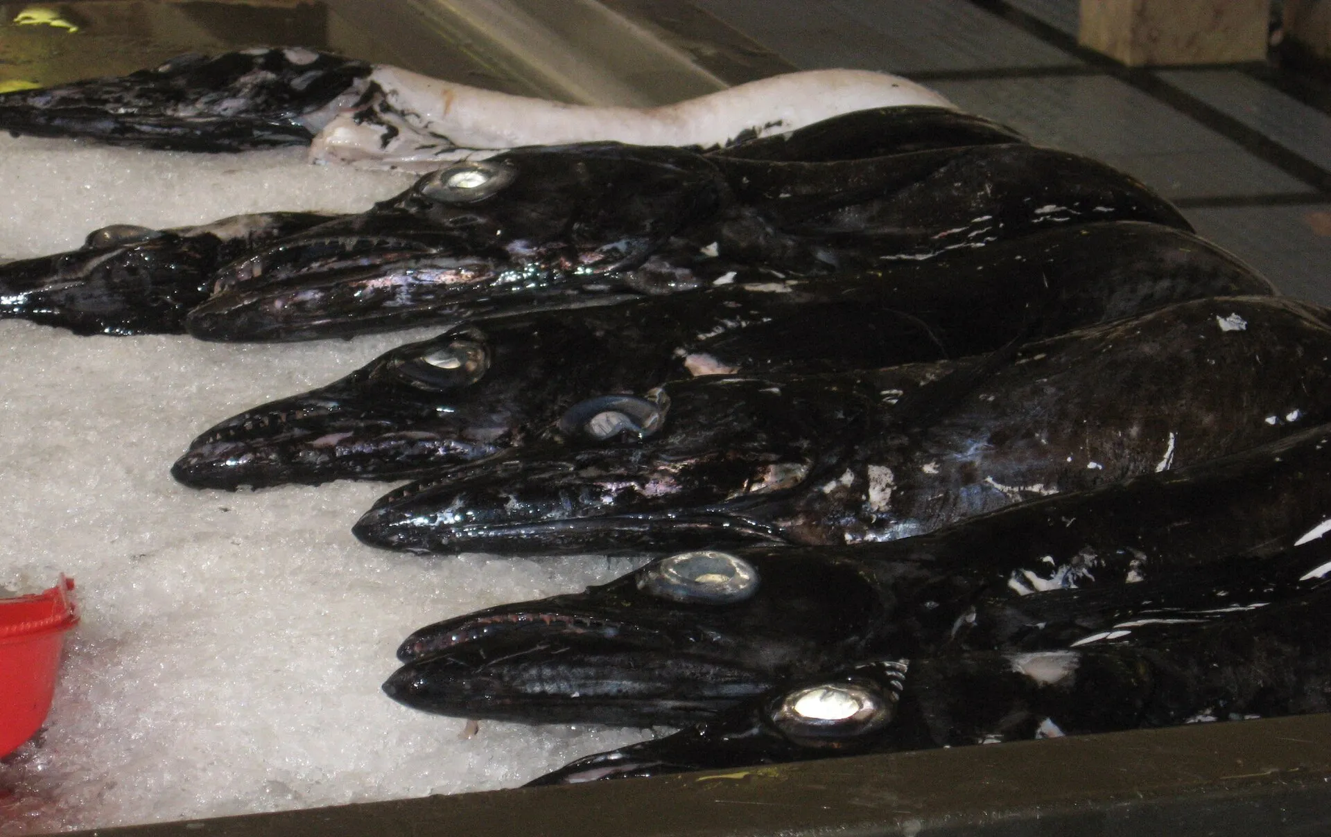 black scabbardfish Madeira, Madeira